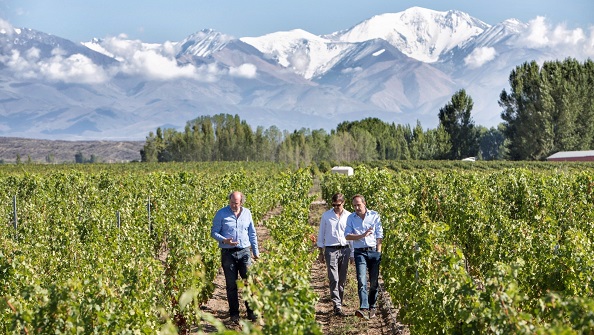 Daniel Pi in vineyard